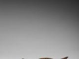 une image représentant une sculpture en bronze d'un lézard posée sur une surface blanche