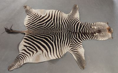 une peau de zèbre posée par terre, sur laquelle se trouve une plume