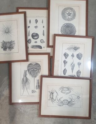 six dessins représentant la vie marine, présentés dans des cadres en bois