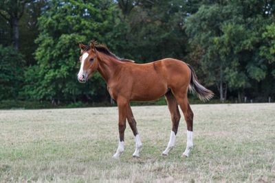 a horse that is standing in the grass in the field