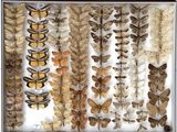 a close up of a display case filled with lots of different types of feathers