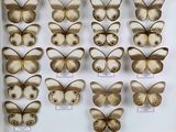 de nombreux types de papillons différents présentés dans une vitrine