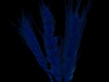 a blue flower that is glowing in the dark