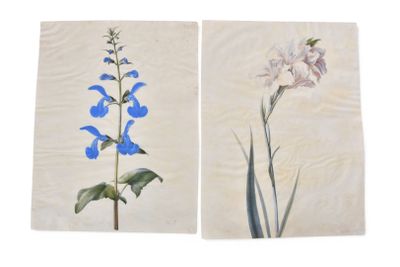 On voit deux tableaux représentant des fleurs bleues sur fond blanc