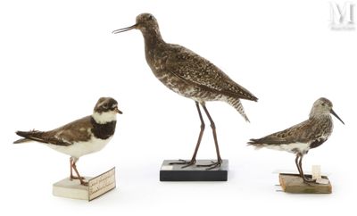 trois petits oiseaux sont posés sur des blocs de bois, sur une surface blanche