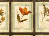 many different types of flowers displayed in a picture frame