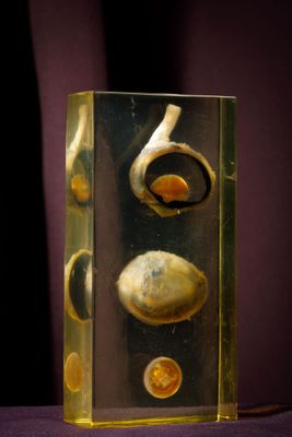 un vase en verre contenant des coquillages, posé sur une table