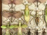 a lot of insects that are on display in a wooden frame