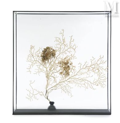 une photo d'un vase contenant une plante