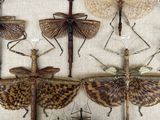 a lot of insects that are hanging on the wall