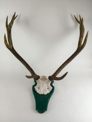 une image représentant une tête de cerf avec des bois, accrochée au mur