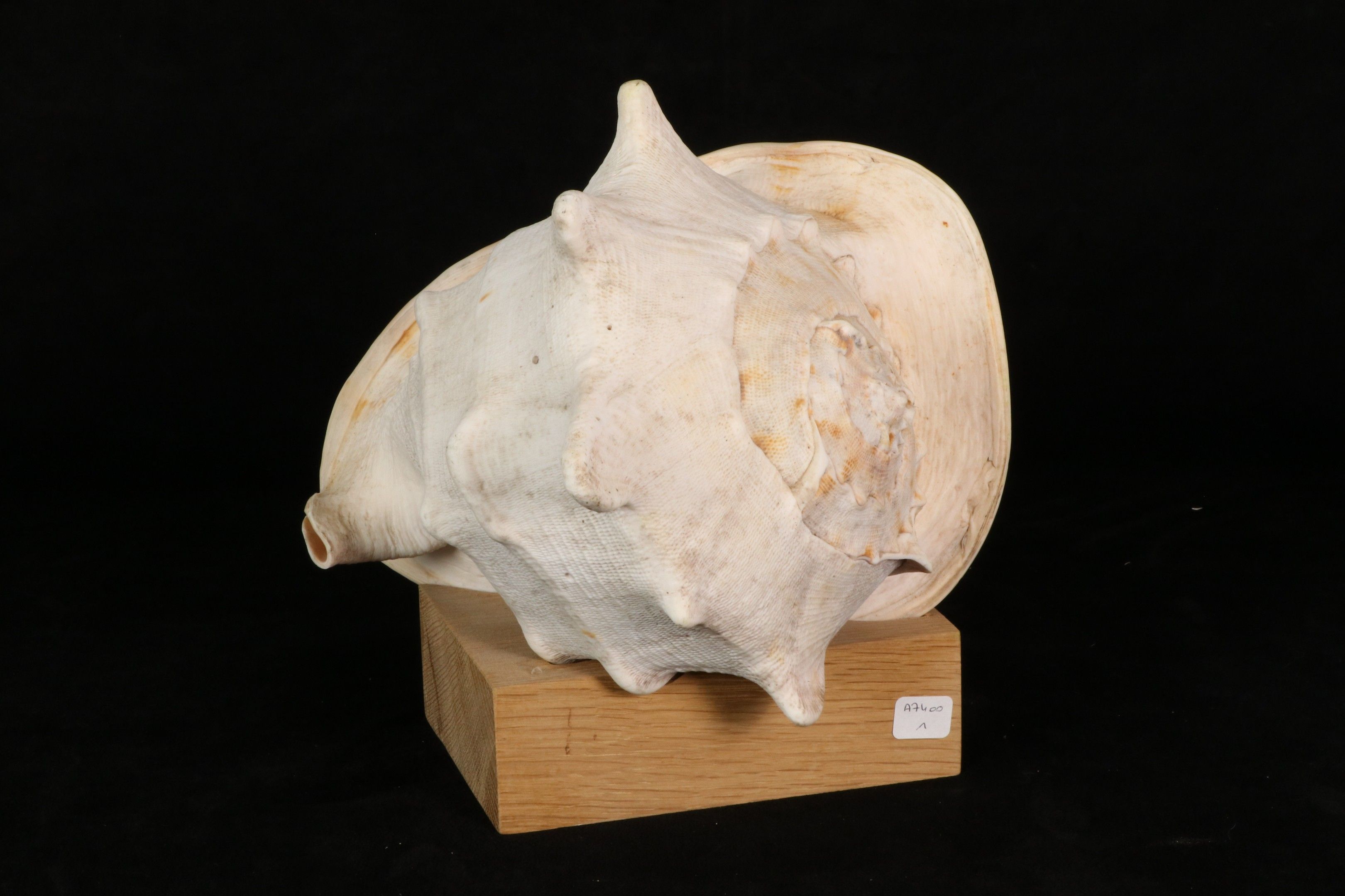 Objets d'art & Curiosités