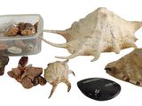 des coquillages, des coquillages et une télécommande posés sur une surface blanche