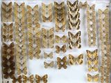 many different types of butterflies displayed in a display case