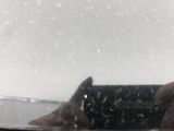 a person taking a picture of a cat through a car window