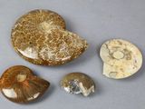 three different types of fossils are displayed on a gray surface