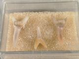 two toothbrushes in the sand in a clear container