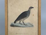 an old picture of a bird sitting on the ground in a wooden frame