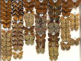 many different types of butterflies displayed in a white box