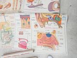 a lot of medical diagrams on the floor next to a pair of scissors
