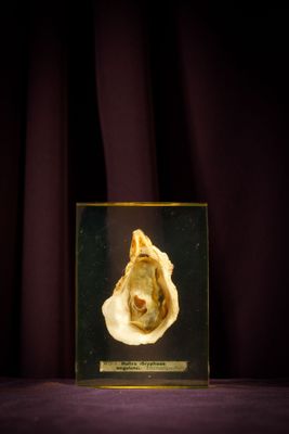 a picture of a shell in a glass box
