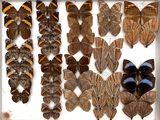 many different types of butterflies displayed in a white box