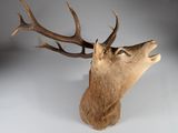 une tête de cerf avec des bois sur fond blanc