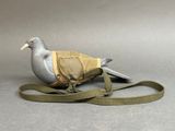 a pigeon that is sitting on a leash on a gray surface