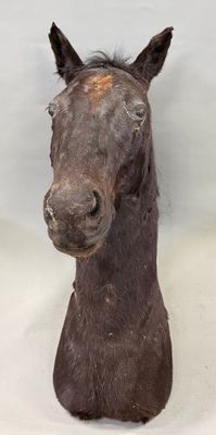 a horse head that is sitting on a white surface