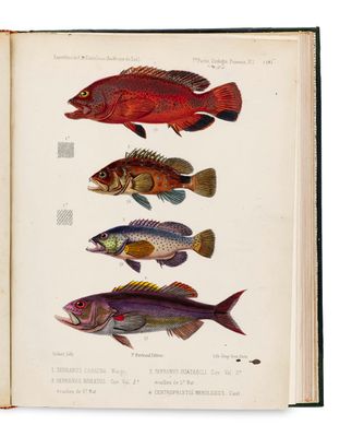 un livre ouvert sur lequel figurent des illustrations de différents poissons