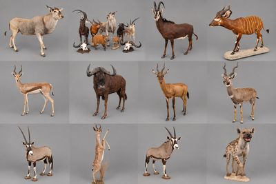 de nombreux types d'animaux différents représentés ensemble