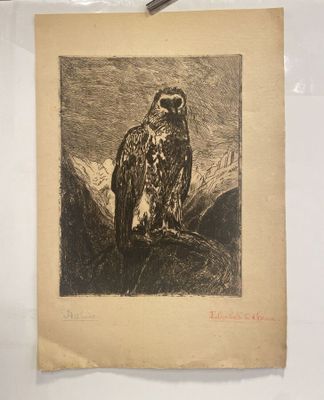 drawing of a bird of prey perched on a branch of a tree