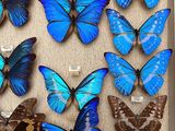 many blue and brown butterflies in a display case
