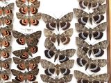many different types of moths displayed in a wooden box