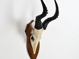 a close up of a deer ' s head mounted on a wall