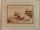 une photo d'une vache couchée par terre
