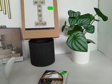 a plant that is sitting on a table next to a mirror