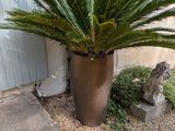 une plante posée dans un pot posé par terre