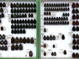 many bottles of wine on display in a green case