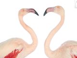 two flamingos making a heart shape with their necks