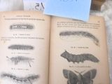 un livre ouvert sur lequel figure l'image d'un papillon
