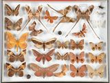 de nombreux types différents de papillons de nuit exposés dans une vitrine