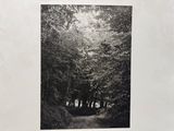 photographie en noir et blanc d'un sentier dans les bois, bordé d'arbres