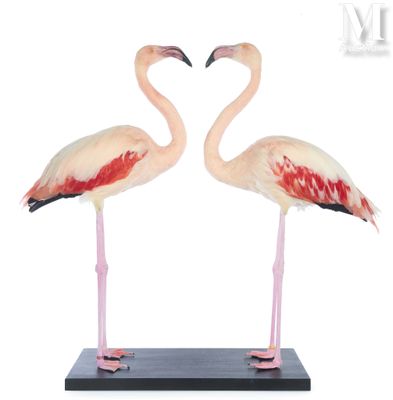 pair of pink flamingos making a heart shape with their beaks