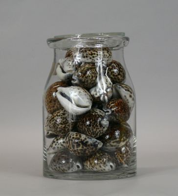 a glass jar filled with shells on a white surface