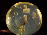 a glass ball with a picture of a man inside of it