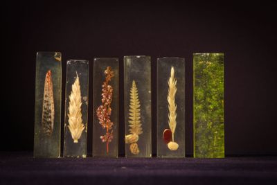 five glass vases with different types of dried plants in them