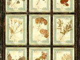 une image représentant un tableau dans lequel figure un bouquet de fleurs pressées