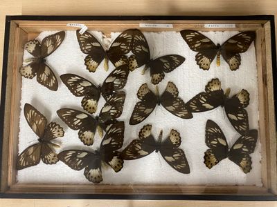 a lot of butterflies in a wooden frame on a table