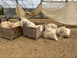 de nombreux moutons enfermés dans des enclos, dans la boue